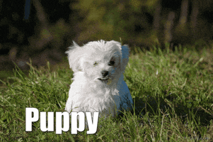Love You Puppy GIF by Markpain