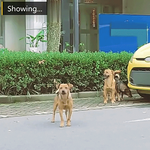 Anti Barking Dog Training GIF