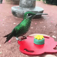 hand hummingbird GIF