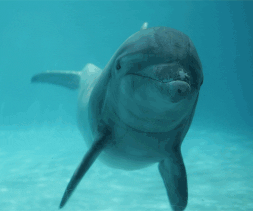 Dolphin Swimming GIF - Find & Share on GIPHY
