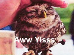 Owl Lol GIF - Find & Share on GIPHY