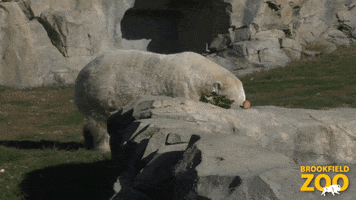 Snack Snacktime GIF by Brookfield Zoo