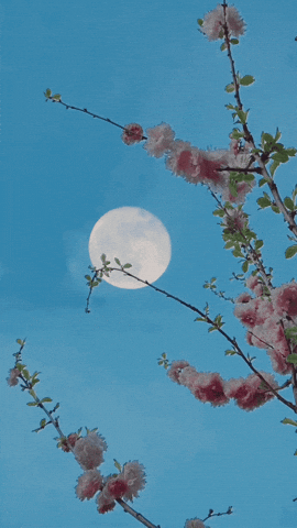 Aesthetic Wallpaper GIFs - Find & Share on GIPHY