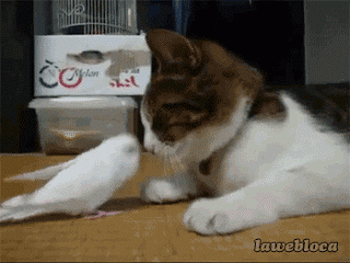 cat squee GIF by Cheezburger