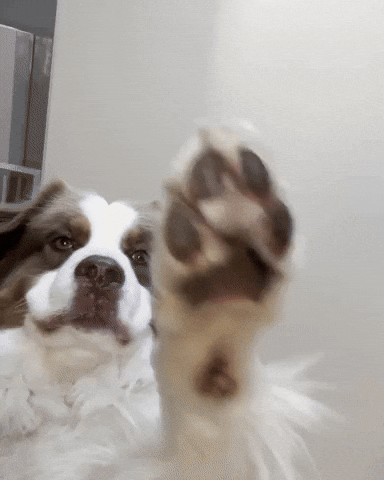 Dog Hello GIF