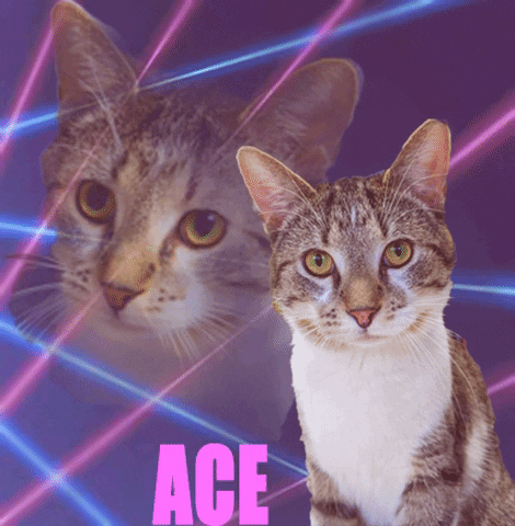 80S Cats GIF by Heartland Animal Shelter