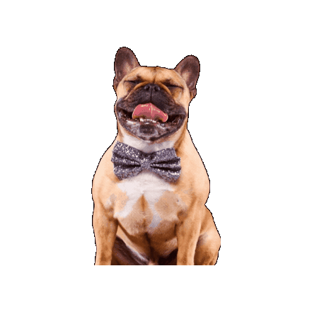 Alfies Pet Accessories Sticker