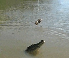 alligator attacking GIF