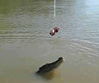 alligator attacking GIF