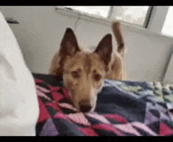 Dog GIF