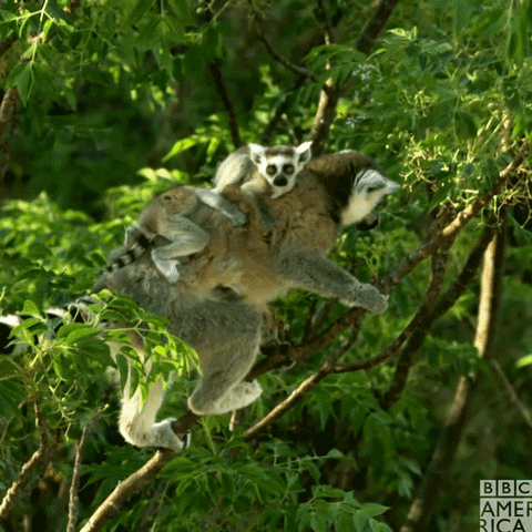 Wildlife Madagascar GIF by BBC America