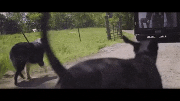 polyvinylrecords cute dog excited running GIF