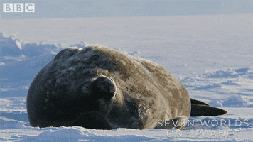 Seal Sleeping GIF by BBC Earth