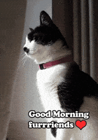 Good Morning Hello GIF