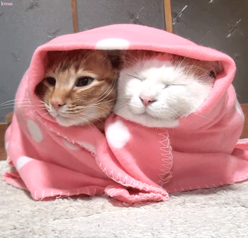 Сегодня отмечается Международный день кошек Опубликуй гифку с котиком