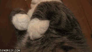 cat sleeping GIF