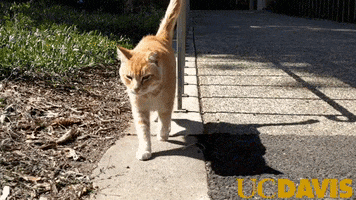 Orange Tabby Cat GIF by UC Davis