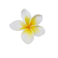 Out Of Office Plane Sticker by The Bali Bible