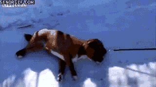 source.gif