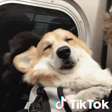 Giphy - Cane Dormire GIF by TikTok Italia