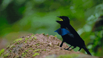 Yelling Bird Of Paradise GIF by Our Planet