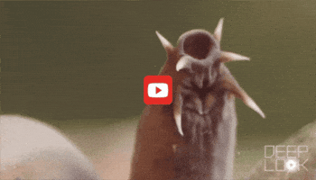 GIF by KQEDScience