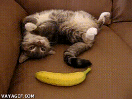 text banana sofa so funny textos