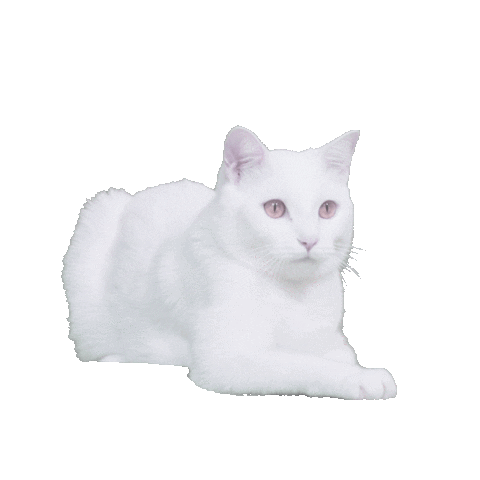 White Cat Sticker by Delta Goodrem