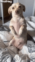 Sad Dog Makes It Hard To Say Goodbye GIF by ViralHog
