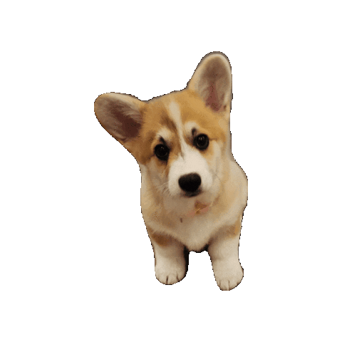Puppy Corgi Sticker by Jesse Ling