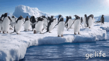 Real Gentoo Penguins In Antarctica GIF