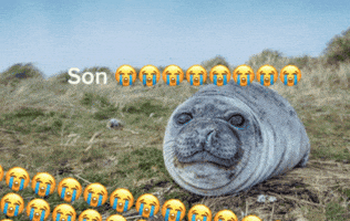 Seal Son GIF