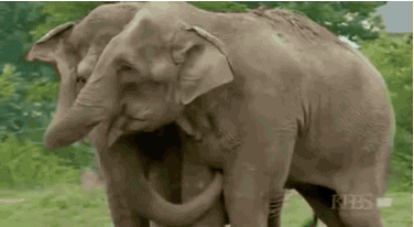 elephant love GIF