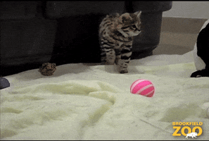 Cat Reaction GIF by Brookfield Zoo