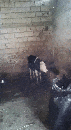 cow GIF