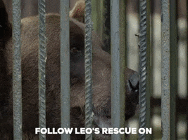 fourpaws_australia bears animal rights ngo animal rescue GIF