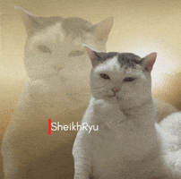 Cat Remembering GIF
