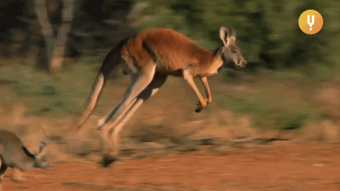 Marsupials GIFs - Get the best GIF on GIPHY