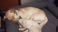 And They Call It Puppy Love: Cat Cuddles With Sleepy Pooch Pal