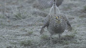 Dance Running GIF by U.S. Fish and Wildlife Service