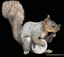 squirrel GIF