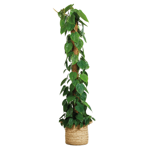 PLNTS_com Sticker