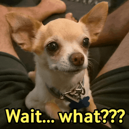Dog What GIF