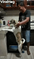 Happy-dog-gets-wholehearted-massage GIFs - Get the best GIF on GIPHY