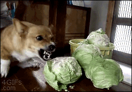 Angry Corned Beef And Cabbage GIF - Find & Share on GIPHY