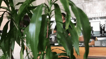 GIF by Cafe Cesura