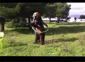 Bear Hula Hoop GIF