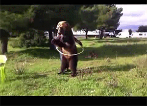 Bear GIF