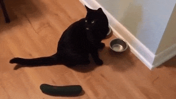 Cat Cucumber GIF