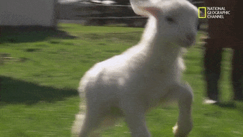 Hopping The Incredible Dr Pol GIF by Nat Geo Wild